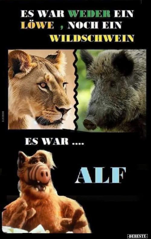 Alf