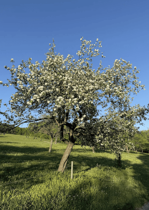 Bildschirmfoto 2025 04 28 um 13.50.29