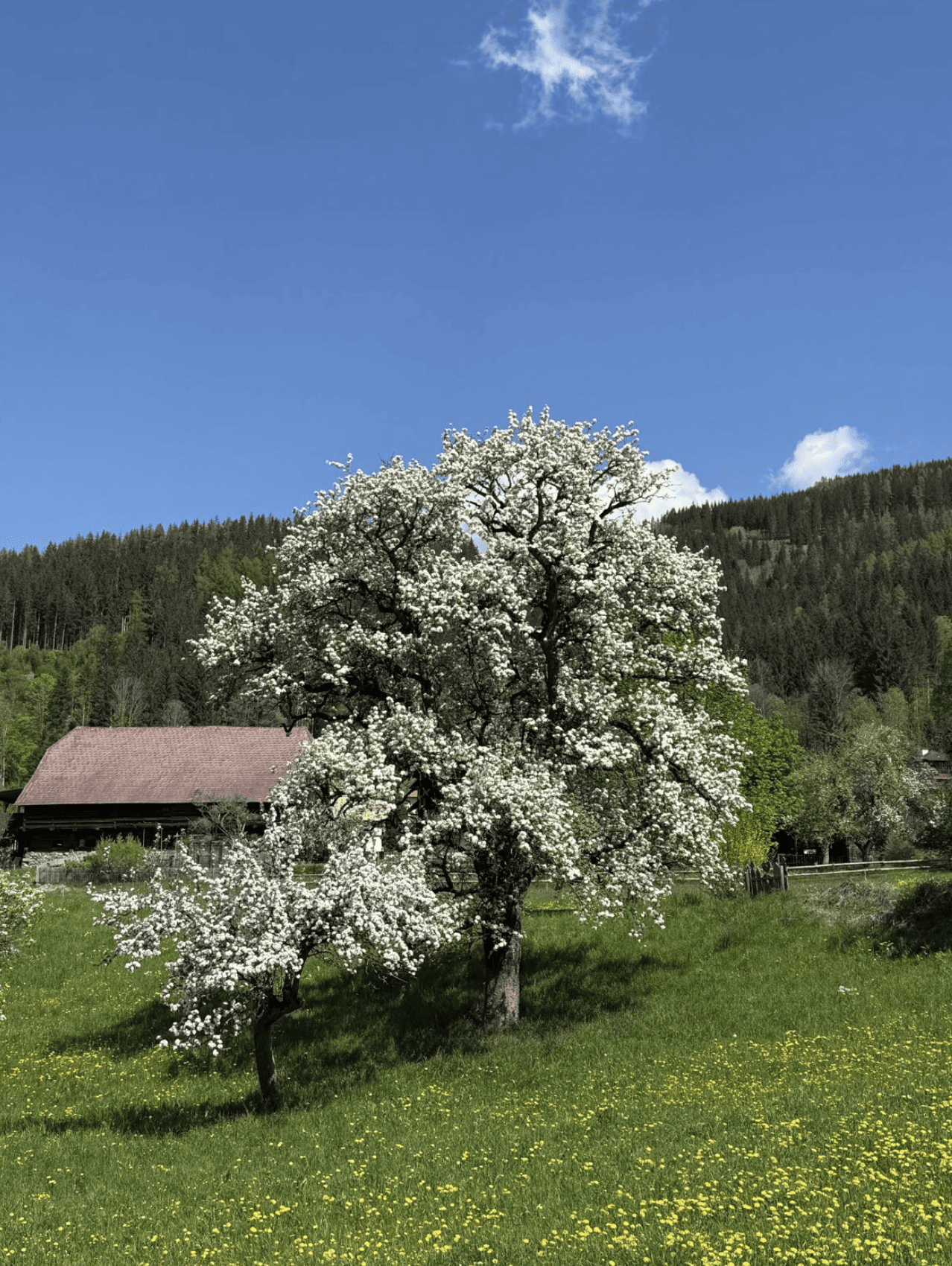 Bildschirmfoto 2025 05 03 um 09.34.16