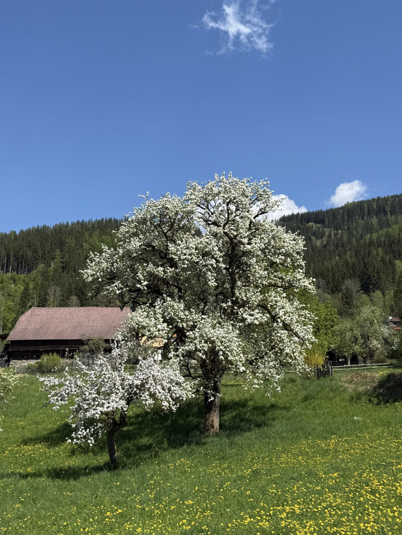 Bildschirmfoto 2025 05 03 um 09.34.16